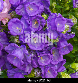 Close up of Canterbury Bells fleurs en croissance dans un jardin. Nom scientifique : Campanula medium. Banque D'Images