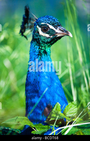 Pavo cristatus lat paons indiens se cacher dans l'herbe Banque D'Images