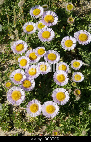 Station balnéaire, Daisy ou Vergerette Erigeron glaucus, de la famille des Astéracées. Croissant sur une dune de sable près de Dungeness, Kent. Banque D'Images