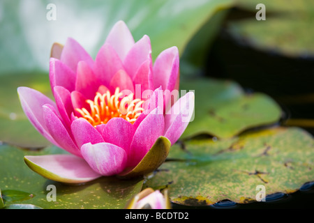 Floraison de fleurs rose water lilly Banque D'Images