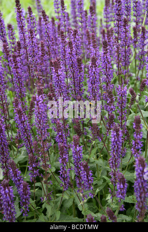 Sage forestiers des Balkans, Clary, Steppe sauge, Salvia nemorosa 'Wesuwe', Lamiaceae Banque D'Images