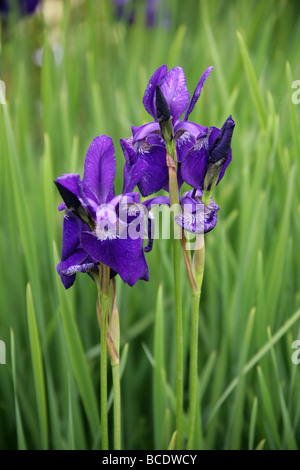 Iris de Sibérie, Iris sibirica 'Royal Blue', Iridaceae, Europe centrale et orientale et du Nord de l'Asie Banque D'Images