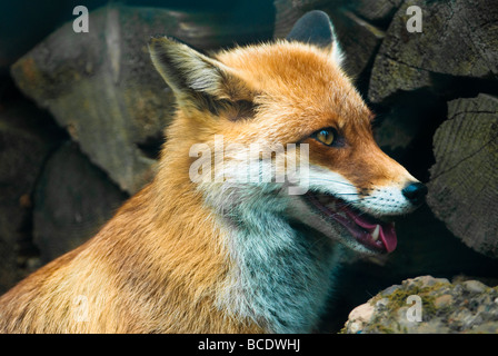 Le renard roux Vulpes vulpes lat en face d'un tas de bois dans la forêt Banque D'Images