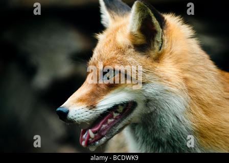 Le renard roux Vulpes vulpes lat en face d'un tas de bois dans la forêt Banque D'Images