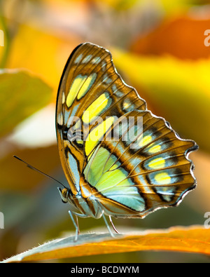 Siproeta stelenes Malachite butterfly lat Banque D'Images