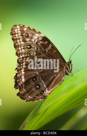 Caligo eurilochus lat papillon Hibou posé sur une feuille verte Banque D'Images