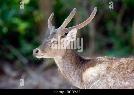 Ce cerf rusa doit garder la recherche s'il n'est pas de devenir le prochain repas pour ses voisins sur l'île de dragon de Komodo. Banque D'Images