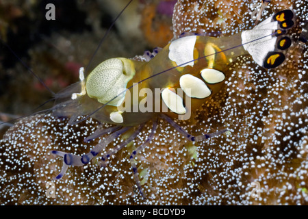 Macro shot montrant l'orange blanc et noir de marquages une anémone crevettes sur un récif de corail dans la mer près de l'île de Komodo Flores Banque D'Images