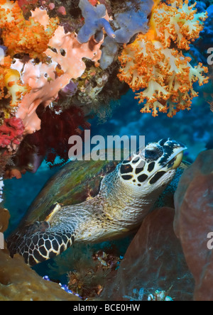 Une tortue de mer verte repose parmi les récifs de corail lors d'une près de l'île de Komodo en Indonésie. Banque D'Images