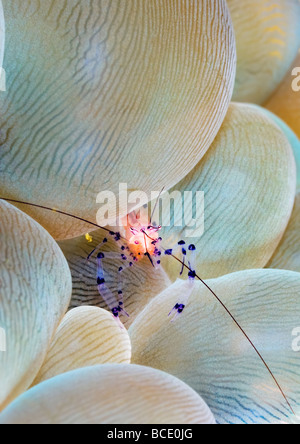 Une toute petite crevette commensale se cache dans la bulle ou à un récif de corail de raisin près de l'île de Komodo en Indonésie. Banque D'Images