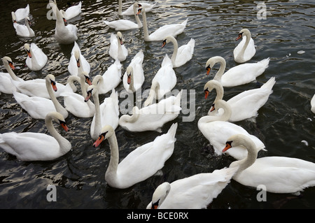 Cygnes sur Moselle, France Banque D'Images