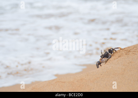 Sur la plage de sable de crabe - 'curieux' Crabe