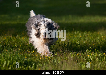 Chien qui court sur terrain Banque D'Images