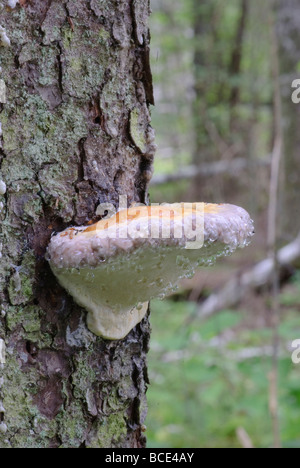 Bandes rouge Polypore Fomitopsis pinicola Banque D'Images