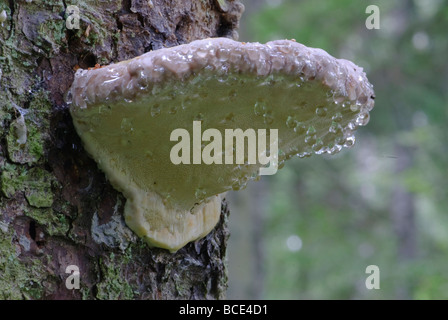 Bandes rouge Polypore Fomitopsis pinicola Banque D'Images