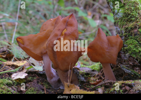 En forme de selle champignons faux Morel Gyromitra infula Banque D'Images