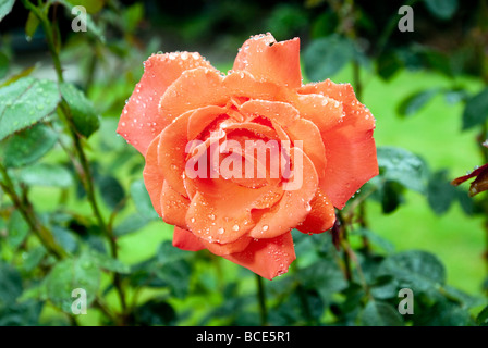 Une rose rouge. Banque D'Images