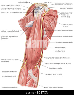 Les muscles de la partie supérieure du bras humain, ainsi que le nerf médian et le nerf cutané. Banque D'Images