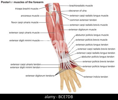 La vue postérieure des muscles de l'avant-bras Photo Stock - Alamy