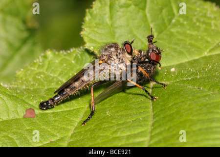 Alêne commun Asilidae Neoitamus cyanurus fly voleur qui se nourrit d'une grande volée dans un bois UK Banque D'Images