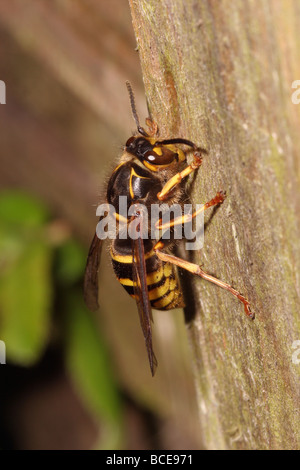 Guêpe Vespula germanica allemand des Vespidés et raclage travailleur hors papier un piquet UK Banque D'Images