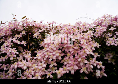 Une cascade et grappe de Clematis montana fleurs au début de l'été. Nom latin : Ranunculaceae. Banque D'Images