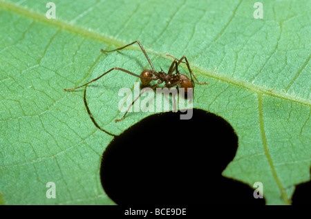 Les fourmi Atta cephalotes worker cutting un segment foliaire de rapporter au nid dans les forêts tropicales, le Costa Rica Banque D'Images