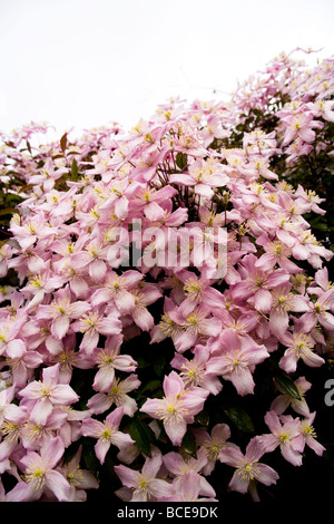 Une cascade et grappe de Clematis montana fleurs au début de l'été. Nom latin : Ranunculaceae. Banque D'Images