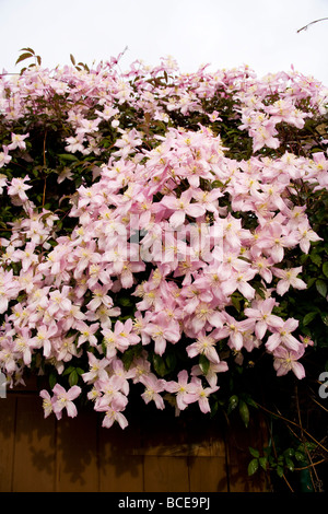 Une cascade et grappe de Clematis montana fleurs au début de l'été. Nom latin : Ranunculaceae. Banque D'Images