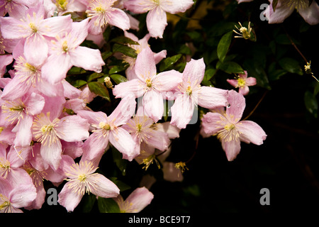 Une cascade et grappe de Clematis montana fleurs au début de l'été. Nom latin : Ranunculaceae. Banque D'Images