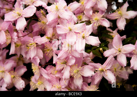 Une cascade et grappe de Clematis montana fleurs au début de l'été. Nom latin : Ranunculaceae. Banque D'Images