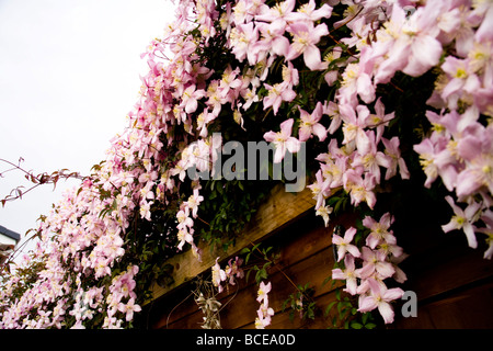 Une cascade et grappe de Clematis montana fleurs au début de l'été. Nom latin : Ranunculaceae. Banque D'Images