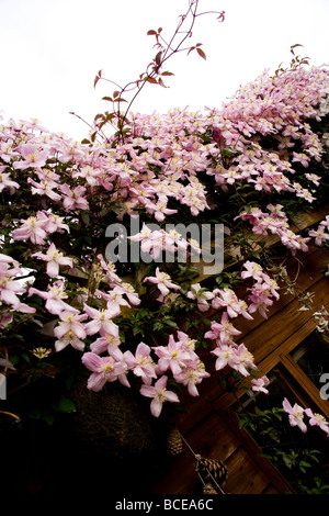 Une cascade et grappe de Clematis montana fleurs au début de l'été. Nom latin : Ranunculaceae. Banque D'Images