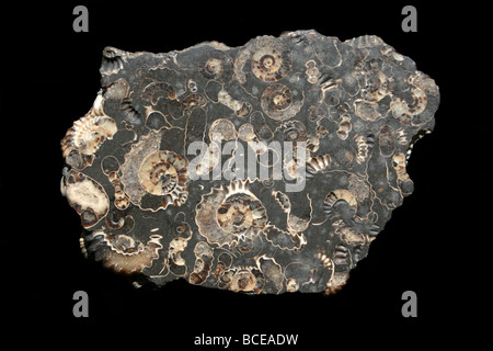 Marston Magna en ammonite combustibles Somerset, England, UK Banque D'Images