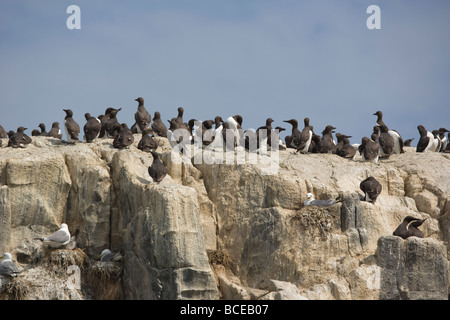 Guillemot. Uria aalge Alcidae Banque D'Images