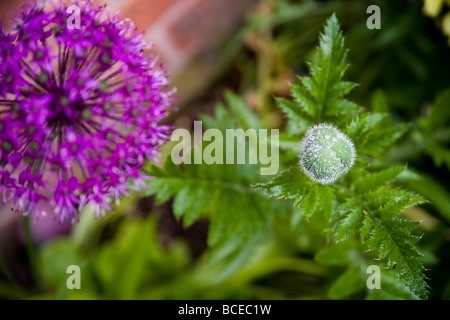Les gouttelettes d'eau sur une fleur de pavot non ouvert et une tête d'Allium Giganteum pourpre fleur. Banque D'Images