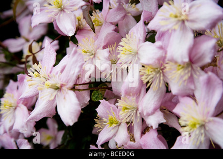 Une cascade et grappe de Clematis montana fleurs au début de l'été. Nom latin : Ranunculaceae. Banque D'Images