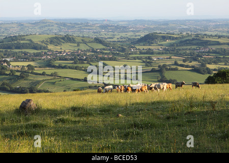 Somerset UK vue depuis les collines de Mendip en juillet de l'été à la direction sud vers Glastonbury avec troupeau de jeunes bovins près de Priddy Banque D'Images