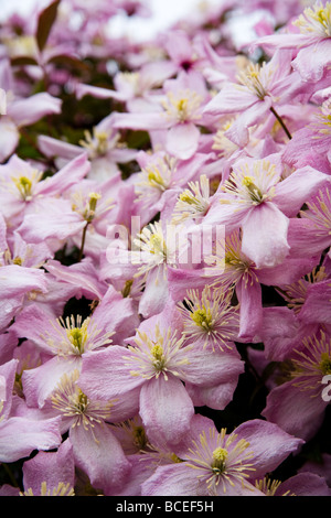 Une cascade et grappe de Clematis montana fleurs au début de l'été. Nom latin : Ranunculaceae. Banque D'Images