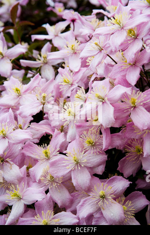 Une cascade et grappe de Clematis montana fleurs au début de l'été. Nom latin : Ranunculaceae. Banque D'Images