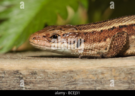 Un gros plan d'un élément commun ou lézard vivipare (Lacerta vivipara / Zootoca vivipara), Woodwalton Fen Cambridgeshire, Royaume-Uni Banque D'Images