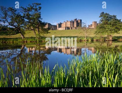 Château d'Alnwick reflétée dans la rivière Aln sur un matin d'été, Northumberland, England Banque D'Images