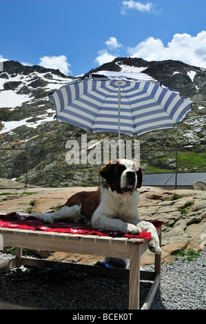 Grand St Bernard Kennel, grand St Bernard Pass, Canton du Valais, Suisse Banque D'Images