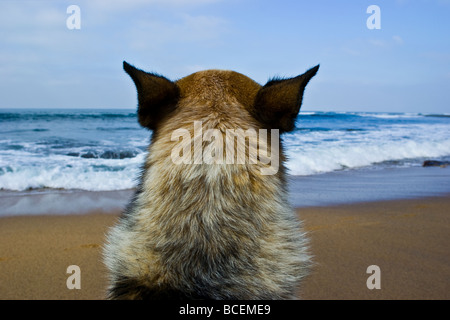 Un chien fidèle watches les vagues pour son surf master pour retour. Banque D'Images