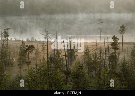 Matin dans la forêt. Brouillard sur la surface de l'eau. Lac tranquille. Banque D'Images