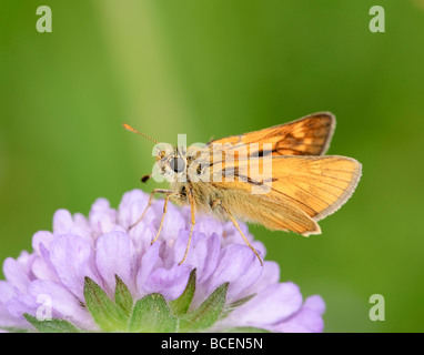 Grand Patron Ochlodes venatus papillon sur une fleur Banque D'Images