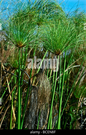 Le vert vif fans de papyrus de l'Afrique de l'Est, Cyperus papyrus. Banque D'Images