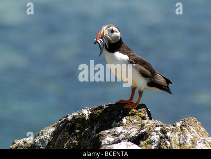 Macareux sur l'île de mai Banque D'Images
