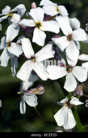 Dames Hesperis matronalis violet est une espèce de plante herbacée de la famille des Brassicaceae. Close up de fleurs . Banque D'Images