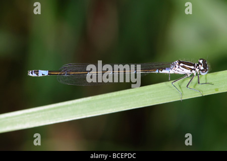 Bluet Coenagrion pulchellum variable Banque D'Images